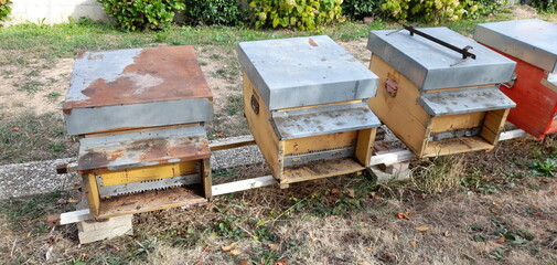 Fototapeta na wymiar Arnie delle api nel giardino di casa