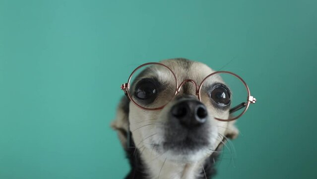 smart dog, pet in glasses, animal ophthalmology, puppy vision protection