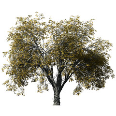 American Elm Tree – Isolated Front View