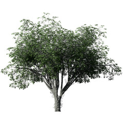 American Elm Tree – Isolated Front View