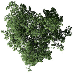 American Elm Tree – Isolated Top View