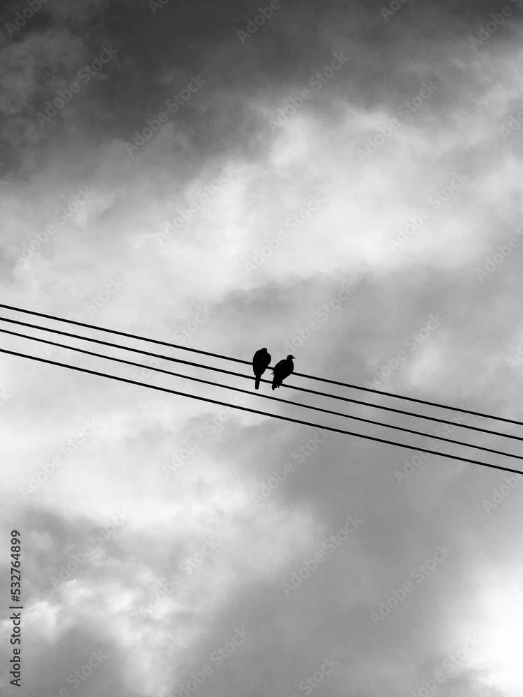 Wall mural bird on wire and sky background