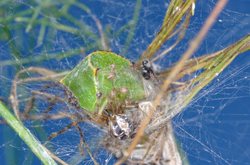 Une araignée du genre Metellina offrant sa proie, une cicadelle bison (Stictocephala bisonia), à  ses jeunes dans la pouponnière