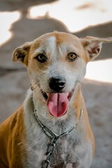 portrait of a dog
