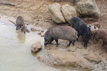 cute pigs are  playing around in the Zengwen Reservoir