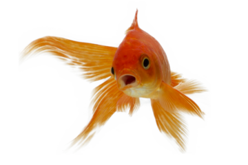 Goldfish