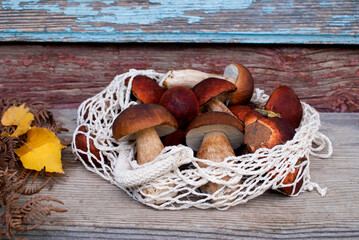 A grid of edible Carpathian mushrooms with a beige leg and a brown cap on a wooden step near the old blue doors
