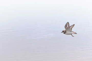 A common ringed plover (Charadrius hiaticula) foraging during fall migration on the beach.