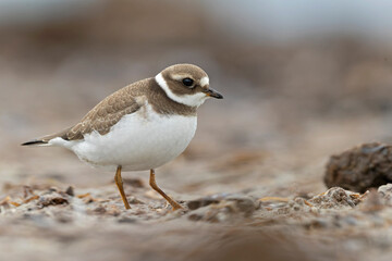 A common ringed plover (Charadrius hiaticula) foraging during fall migration on the beach.
