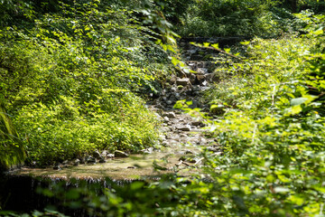 Fototapeta premium 小川