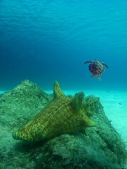 seashell under the sea and a turtle in the background