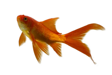 Fotobehang Goldfish © gunungkawi