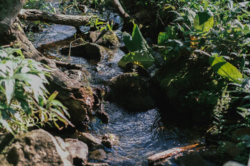 森の中の小川（北海道知床）