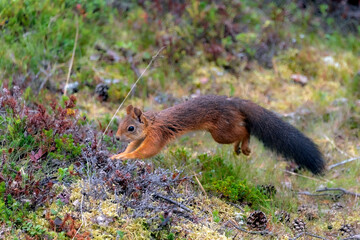 Red squirrel in the forest