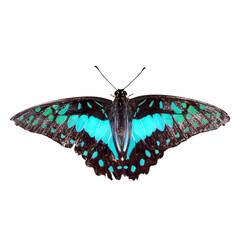 Fototapeta premium Beautiful butterfly on isolated background