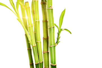Fototapeta na wymiar Bamboo stalks with leaves