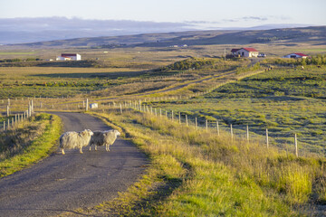 Panorama della campagna islandese con due pecore in primo piano