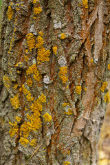 aspen bark