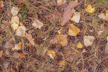 autumn in the forest