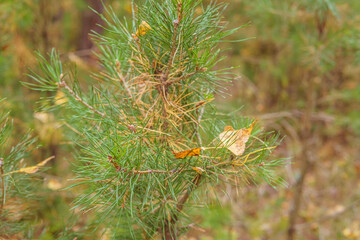 fir needles