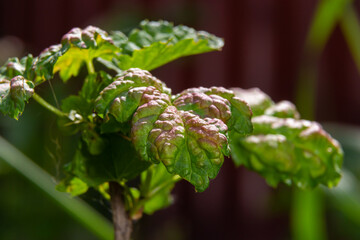 Branch of fruit tree with wrinkled leaves affected by black aphid. Cherry aphids, black fly on...