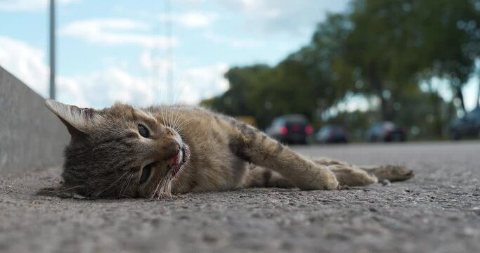 Cat ran across roadway and was hit by car. Dead cat lies on highway, cars drives on road. You cannot cross road in wrong place. Cinema 4K 60fps video