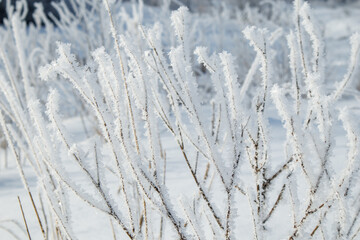 grass covered with frost in the first autumn frosts, abstract natural background. green leaves of plants covered with frost, top view. Late autumn, the concept of frost.