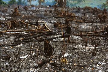 firewood in the woods