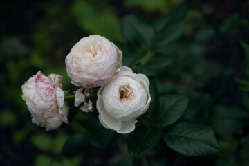 white rose in the garden