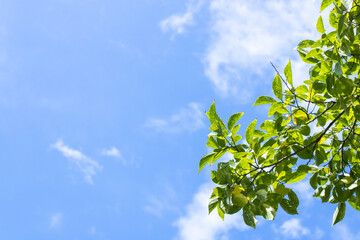 青空に映える、木の葉っぱ