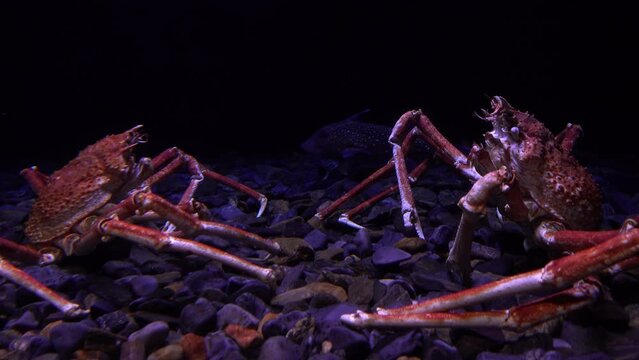 Crabs in the Aquarium