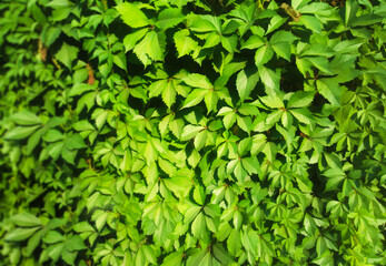 Fototapeta na wymiar Green summer foliage of park bushes bokeh