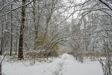 Winter snow natural park