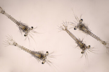 Shrimp, Zoea stage and Mysis stage of Vannamei shrimp in light microscope, Shrimp larvae under a microscope, White shrimp, Nauplius, zoea, Larvae. Background.