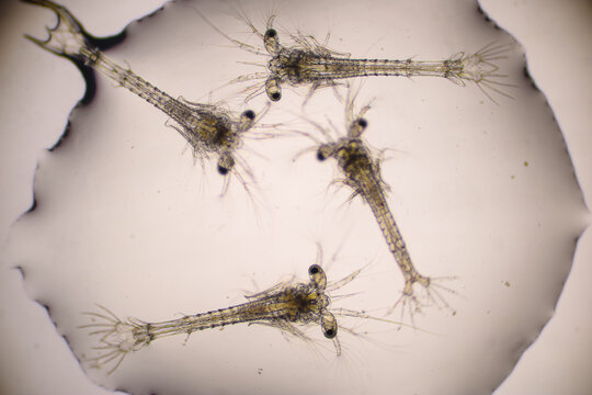 Shrimp, Zoea stage and Mysis stage of Vannamei shrimp in light microscope, Shrimp larvae under a microscope, White shrimp, Nauplius, zoea, Larvae. Background.