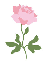 Peony in flat style. Beautiful garden flower.