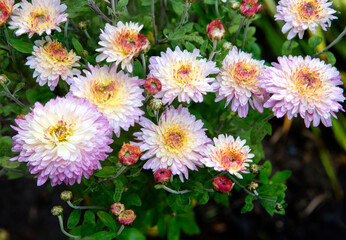 Pink chrysanthemum.
 The queen of autumn is a chrysanthemum. The summer flowers have withered, giving way to the slightly sad beauty of chrysanthemums.