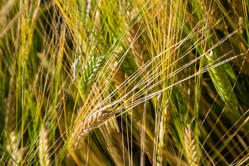 agricultural field where green rye grows, agriculture for obtaining grain crops, rye is young and green and still immature, close - up of the agricultural crop rye