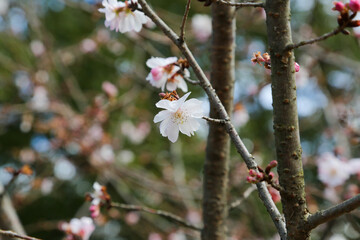 冬に咲く十月桜