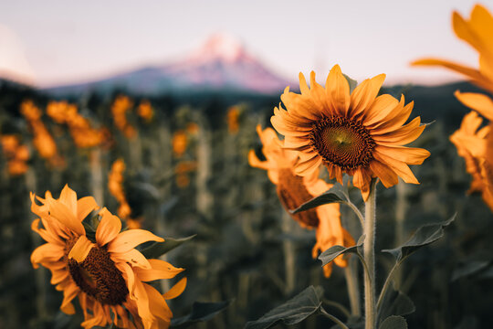 sunflower in the field 