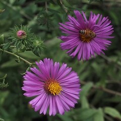 Fototapeta premium The purple flowers just at the end of the summer season.
