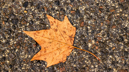 autumn leaf on the ground