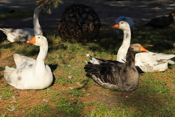 Obraz premium A greylag goose among geese on a farm