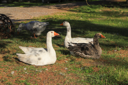 Geese and a greylag goose together on a farm