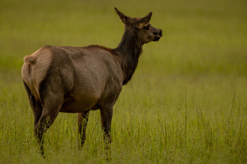Lone Female Elk Looks Across Field