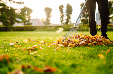 Rake and pile of fallen leaves on lawn in autumn park. Volunteering, cleaning, and ecology concept. Seasonal gardening.
