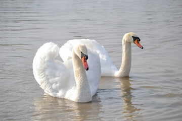 Obraz premium A pair of white swans floats on the water.