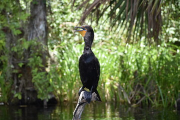 An adult cormorant perched above the water