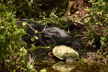 Fototapeta na wymiar An alligator resting in the shade