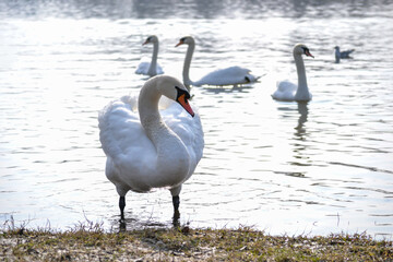 Obraz premium Portrait of a white swan on the shore of a lake.